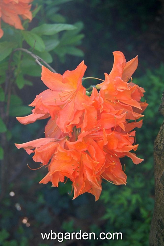 wbgarden spring 36.JPG